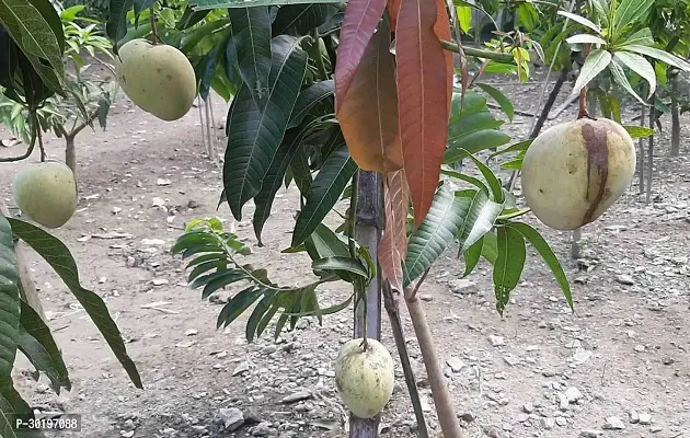 URAN  Mango Plant