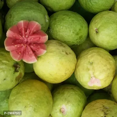 Guava Plant