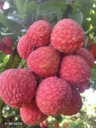 URAN Litchi Plant-thumb0