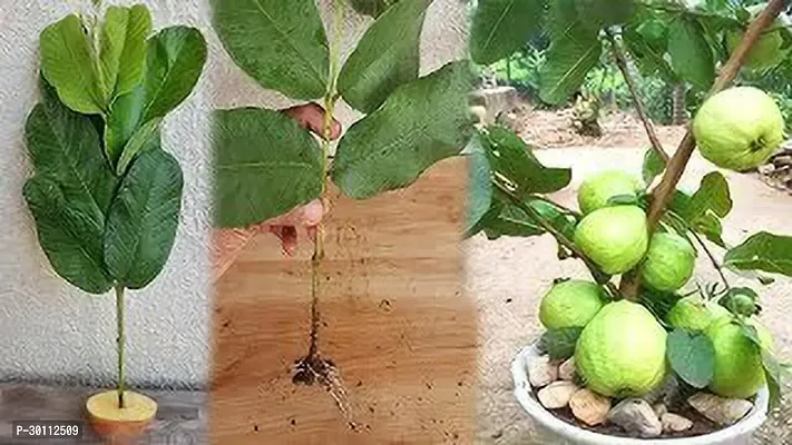 URAN Guava Plant-thumb0