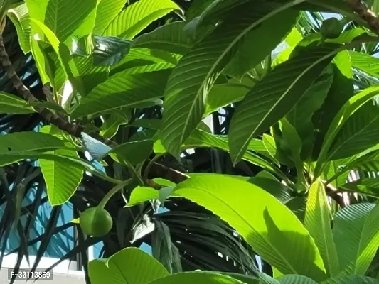 URAN Elephant Apple Plant