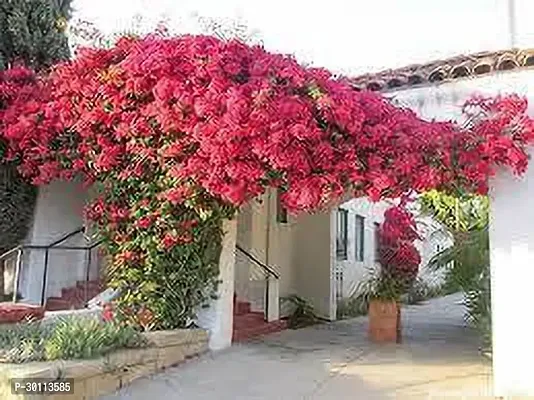 URAN Bougainvillea Plant-thumb0