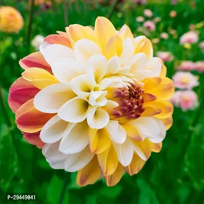 Dahlia PlantHybrid And Grafted Easy To Grow | Plant With Growing Bag| Plant Hight 1.5-1.200 Fit [S713]-thumb0