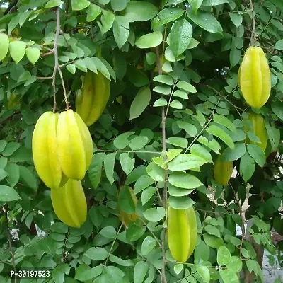 URAN  Star Fruit Carambola Grafted Plant-thumb0