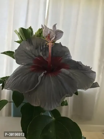 URAN  Hibiscus Plant