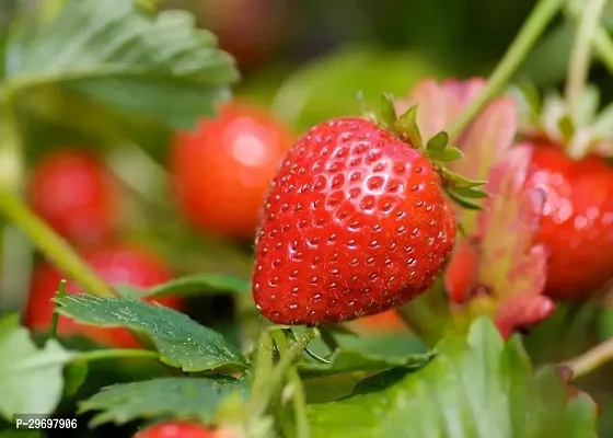 Strawberry Plant