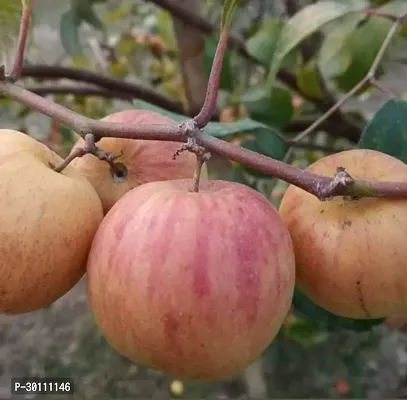 URAN Ber Apple Plant-thumb0