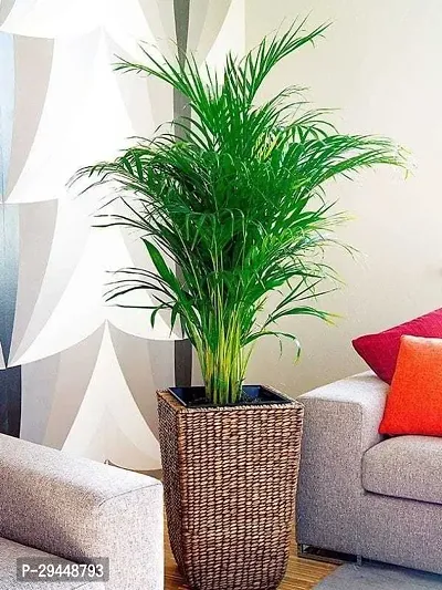 Areca PlamHybrid And Grafted Easy To Grow | Plant With Growing Bag| Plant Hight 1.5-1.44 Fit [S557]-thumb0