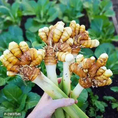 Turmeric Plant