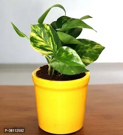 URAN Money Plant-thumb0