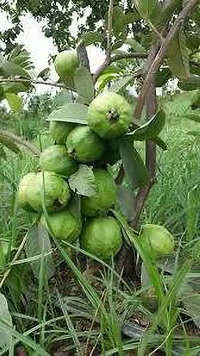 Guava PlantHybrid And Grafted Easy To Grow | Plant With Growing Bag| Plant Hight 1.5-1.32 Fit [S545]-thumb1