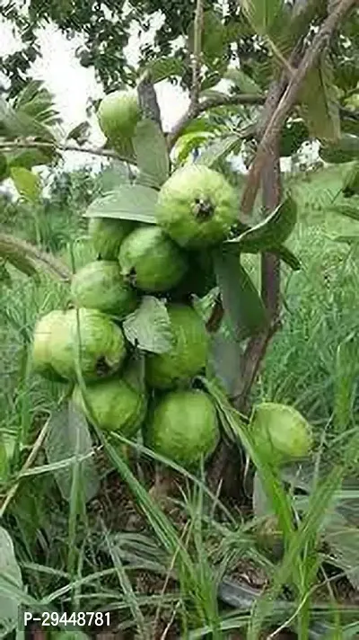 Guava PlantHybrid And Grafted Easy To Grow | Plant With Growing Bag| Plant Hight 1.5-1.32 Fit [S545]-thumb2