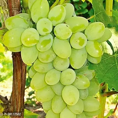 URAN Grapes Plant-thumb0