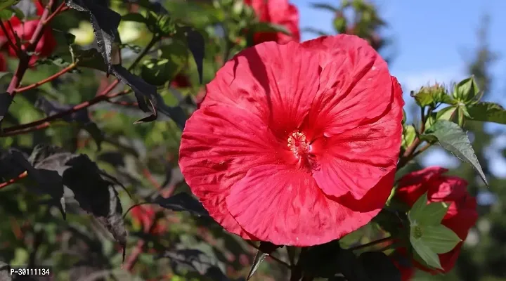 URAN Hibiscus Plant-thumb0