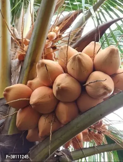 URAN Coconut Plant