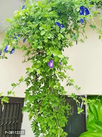 URAN Aparajita/ Butterfly Pea Plant-thumb0