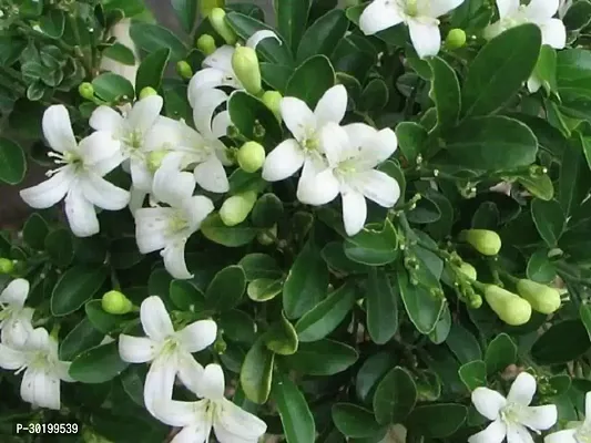 URAN Murraya Paniculata Plant-thumb2