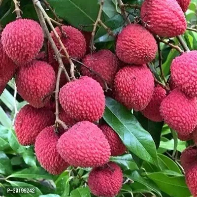 URAN Litchi Plant-thumb0