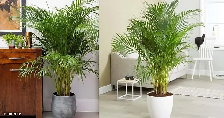 URAN China Palm Plant