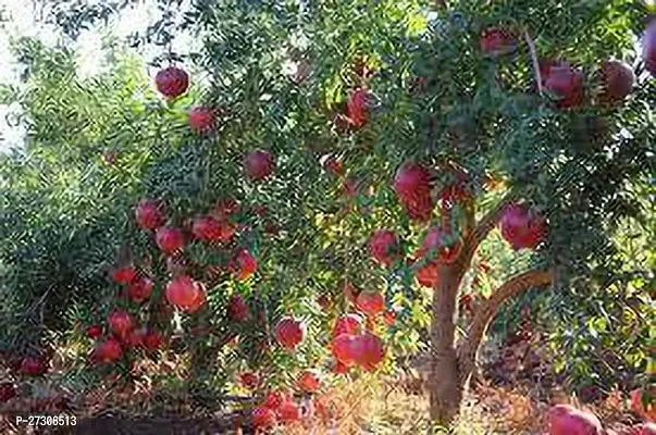 Pomegranate PlantHybrid And GraftedEasy To Grow[AN1001][a404]-thumb0