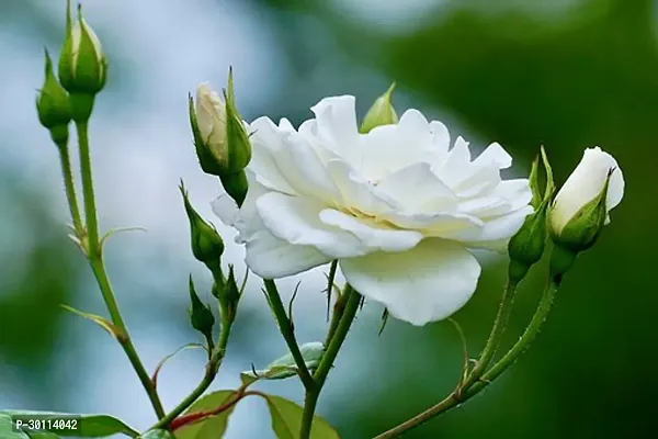 URAN Rose Plant