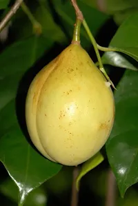 URAN Nutmeg Plant-thumb1