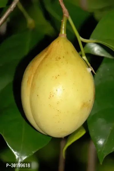 URAN Nutmeg Plant-thumb2