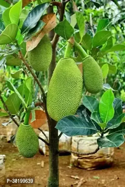 URAN Jack Fruit Plant-thumb0