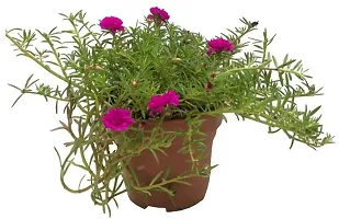 Portulaca PlantHybrid And Grafted Easy To Grow | Plant With Growing Bag| Plant Hight 1.5-1.416 Fit [S929]-thumb1