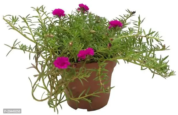 Portulaca PlantHybrid And Grafted Easy To Grow | Plant With Growing Bag| Plant Hight 1.5-1.416 Fit [S929]-thumb2