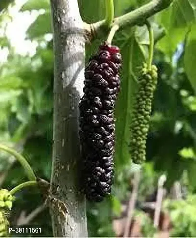 URAN Shahtoot/Mulberry Plant-thumb0