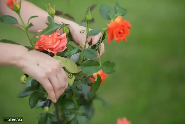 URAN  Rose Plant-thumb0