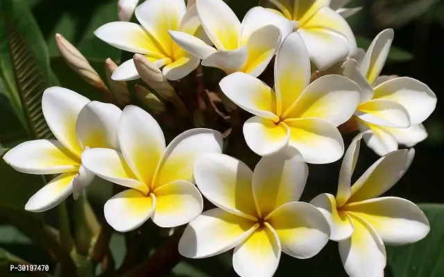 URAN  Plumeria Plant-thumb0