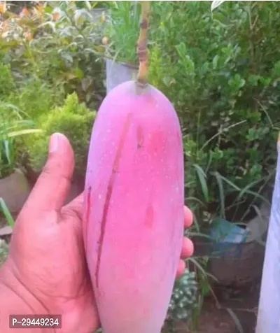 Mango PlantHybrid And Grafted Easy To Grow | Plant With Growing Bag| Plant Hight 1.5-1.392 Fit [S905]-thumb0