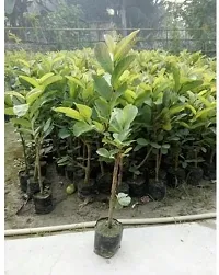 Guava PlantHybrid And Grafted Easy To Grow | Plant With Growing Bag| Plant Hight 1.5-1.64 Fit [S577]-thumb1