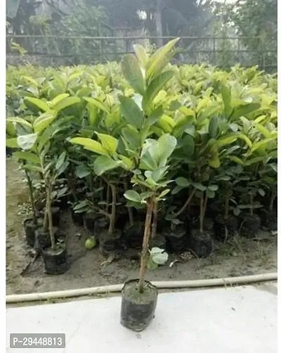 Guava PlantHybrid And Grafted Easy To Grow | Plant With Growing Bag| Plant Hight 1.5-1.64 Fit [S577]-thumb2