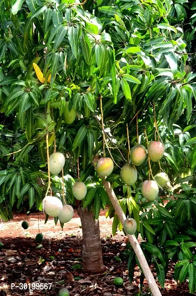 URAN Mango Plant-thumb0