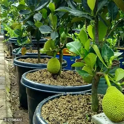 Jackfruit PlantHybrid And GraftedEasy To Grow[AN1001][a315]-thumb0