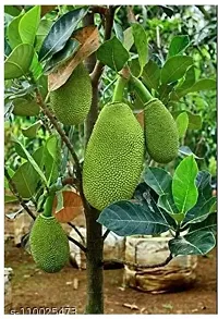 URAN Jack Fruit Plant-thumb2