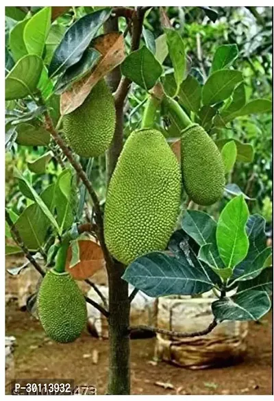 URAN Jack Fruit Plant-thumb3