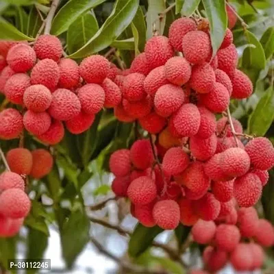 URAN Litchi Plant-thumb0