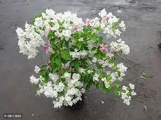 URAN Bougainvillea Plant