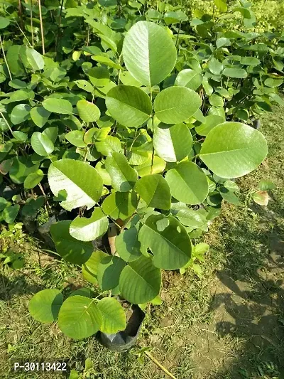 URAN Red Sandalwood Plant-thumb0