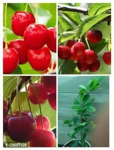 Cherry Fruit Plant