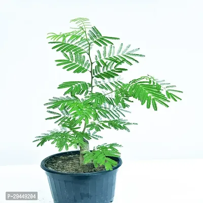 Shami/Jand PlantHybrid And Grafted Easy To Grow | Plant With Growing Bag| Plant Hight 1.5-1.363 Fit [S876]-thumb0