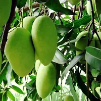 Mango PlantHybrid And Grafted Easy To Grow | Plant With Growing Bag| Plant Hight 1.5-1.442 Fit [S955]-thumb1