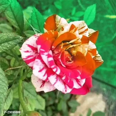 Rose Plant