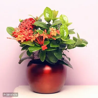 URAN  Trothic Ixora/Chethi Plant-thumb0