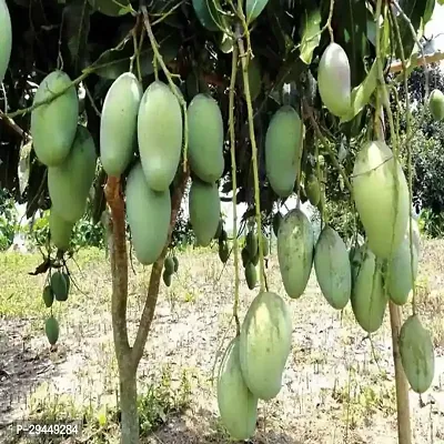 Mango PlantHybrid And Grafted Easy To Grow | Plant With Growing Bag| Plant Hight 1.5-1.442 Fit [S955]-thumb0