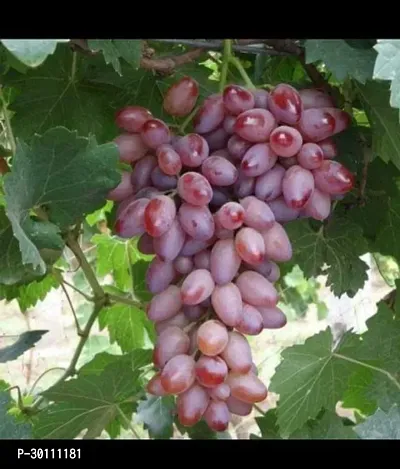 URAN Grapes Plant